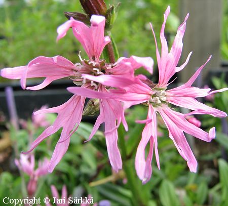 Lychnis flos-cuculi 'Nana', kenkukka